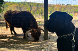 Ausflug Tierpark Ernstbrunn Frühjahr 2024